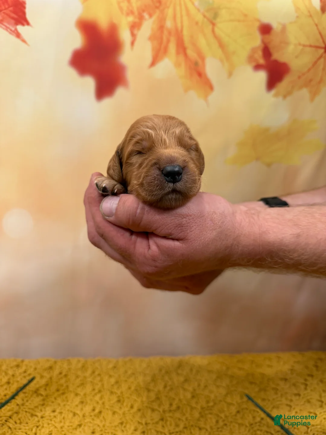 Golden Retriever dogs for sale: Hunter - Ad 1