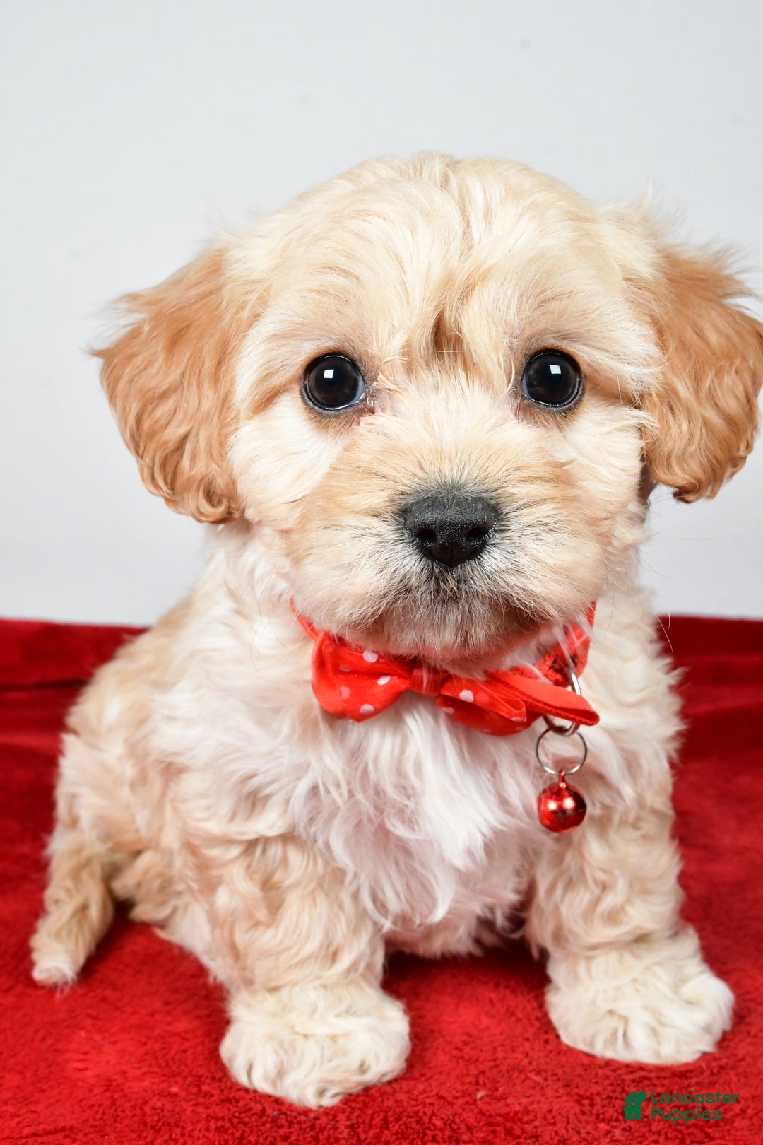 Cavachon dogs for sale: Gale - Ad 6