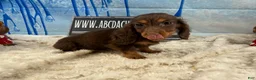 Dachshund dogs for sale: Chocolate mini long coat - Ad 9