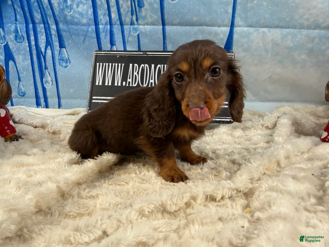 Dachshund dogs for sale: Chocolate mini long coat - Ad 9