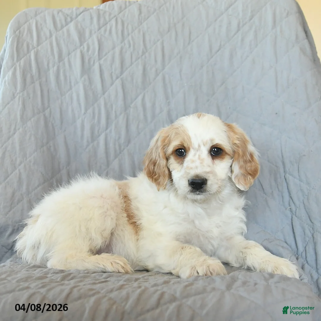 Mini Goldendoodle dogs for sale: Lulu  - Ad 3