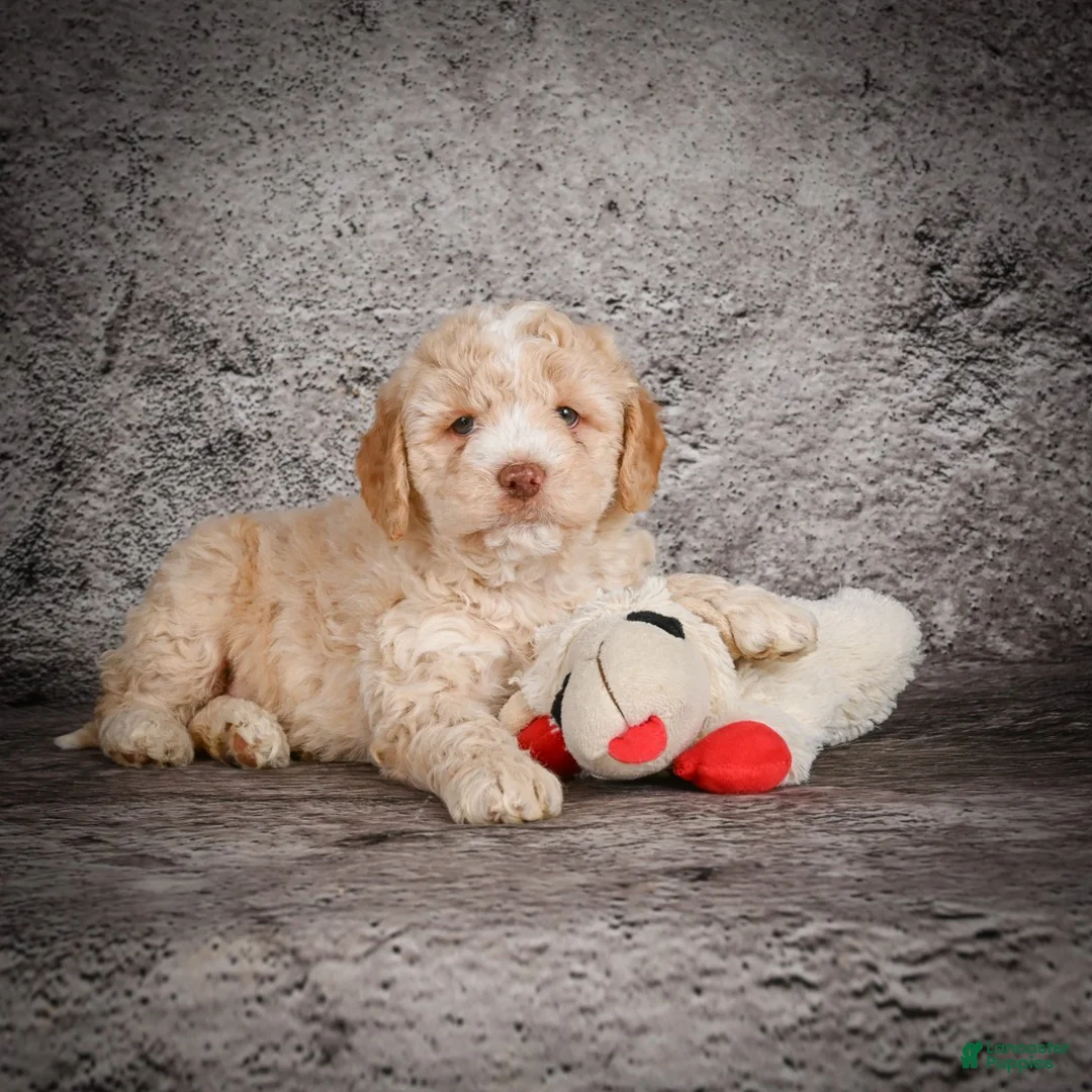 Mini Goldendoodle dogs for sale: Maverick - Ad 8