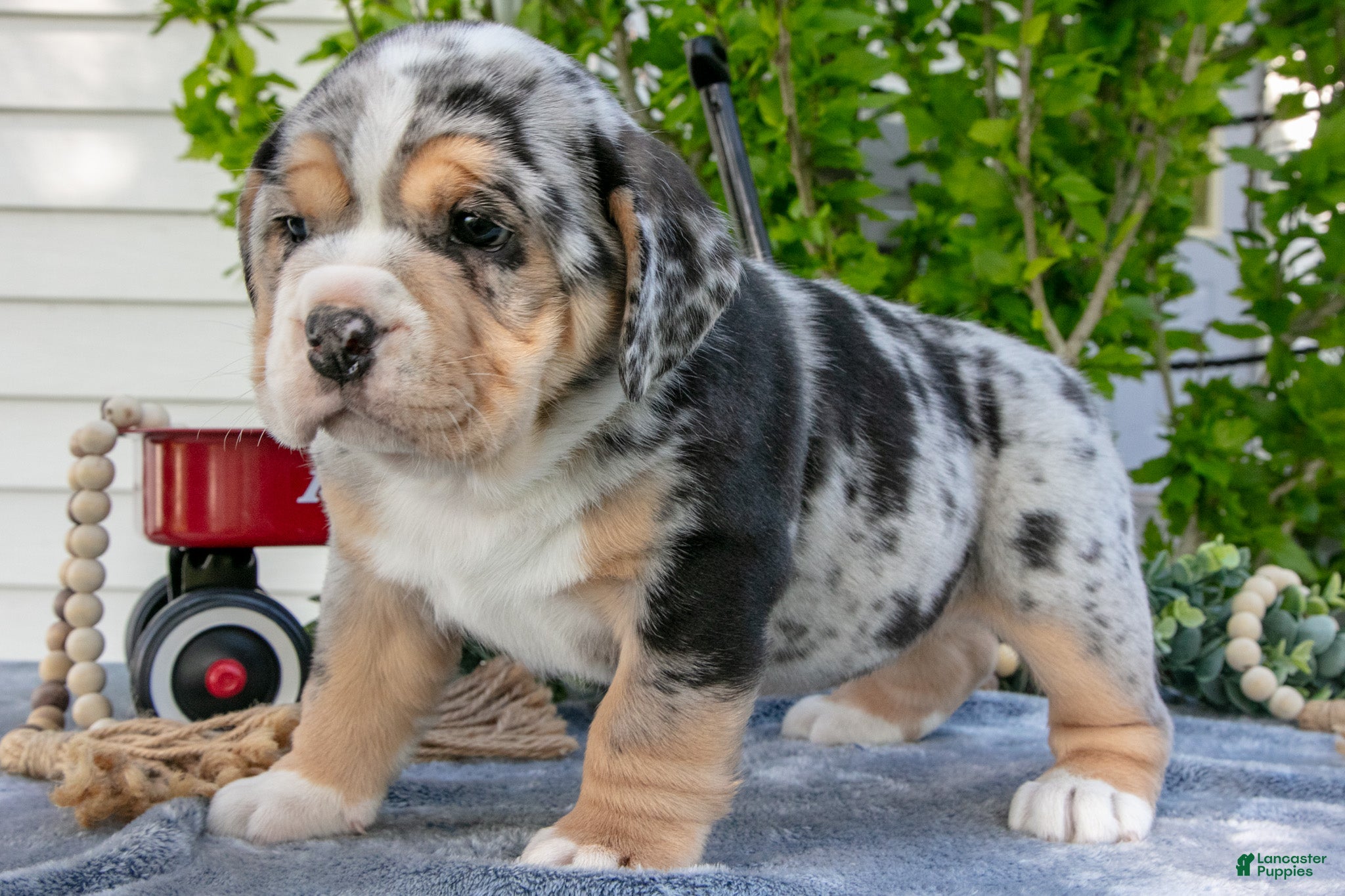 Beabull dogs Josie - Ad 1