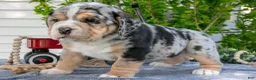 Beabull dogs for sale: Josie - Ad 1