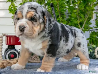 Beabull dogs for sale: Josie - Ad 2