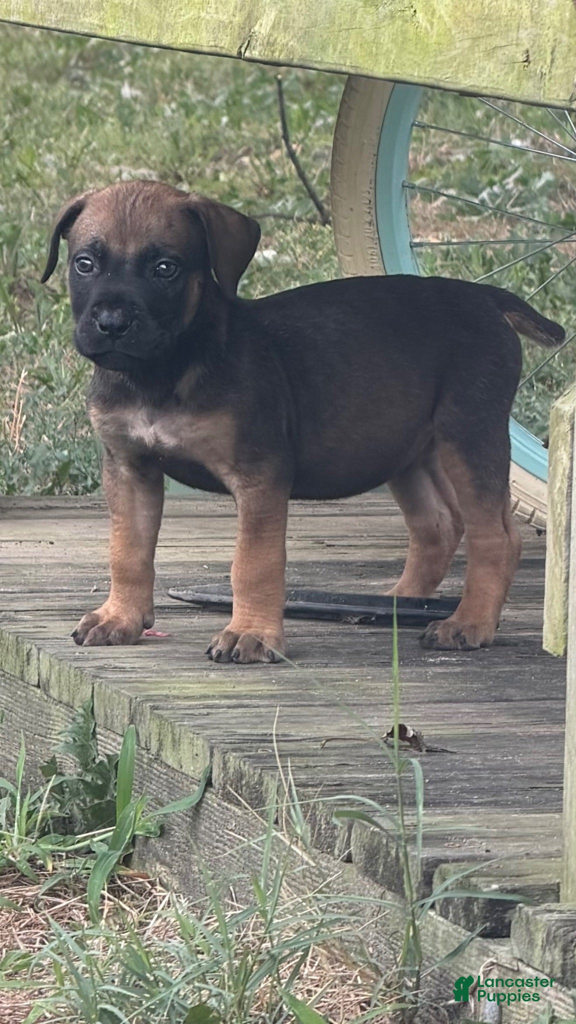 South African Boerboels dogs Bronx - Ad 21