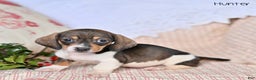 Miniature Dachshund dogs for sale: Hunter - Ad 1