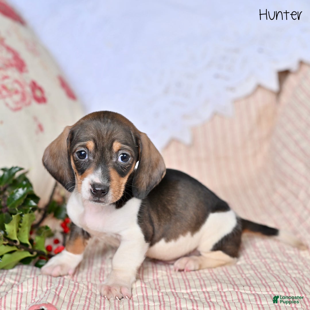 Miniature Dachshund dogs for sale: Hunter - Ad 1