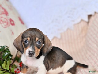 Miniature Dachshund dogs Hunter - Ad 31