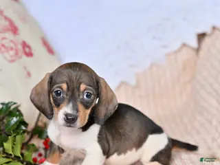 Miniature Dachshund dogs Hunter - Ad 14