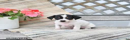Chiweenie dogs for sale: Peanut  - Ad 4