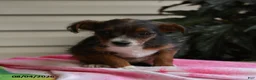 Mixed Breed dogs for sale: Isis - Ad 5