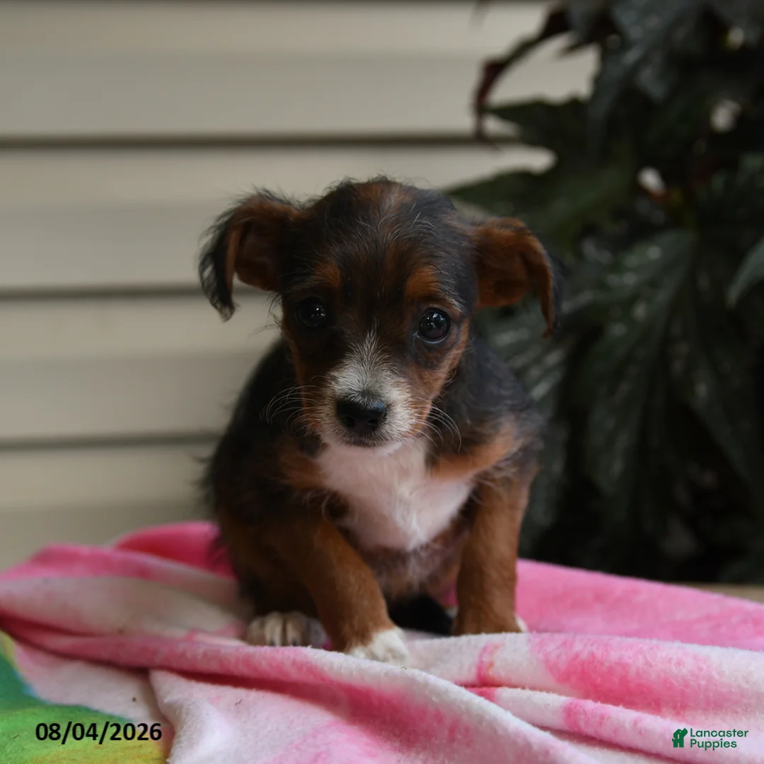 Mixed Breed dogs for sale: Isis - Ad 5