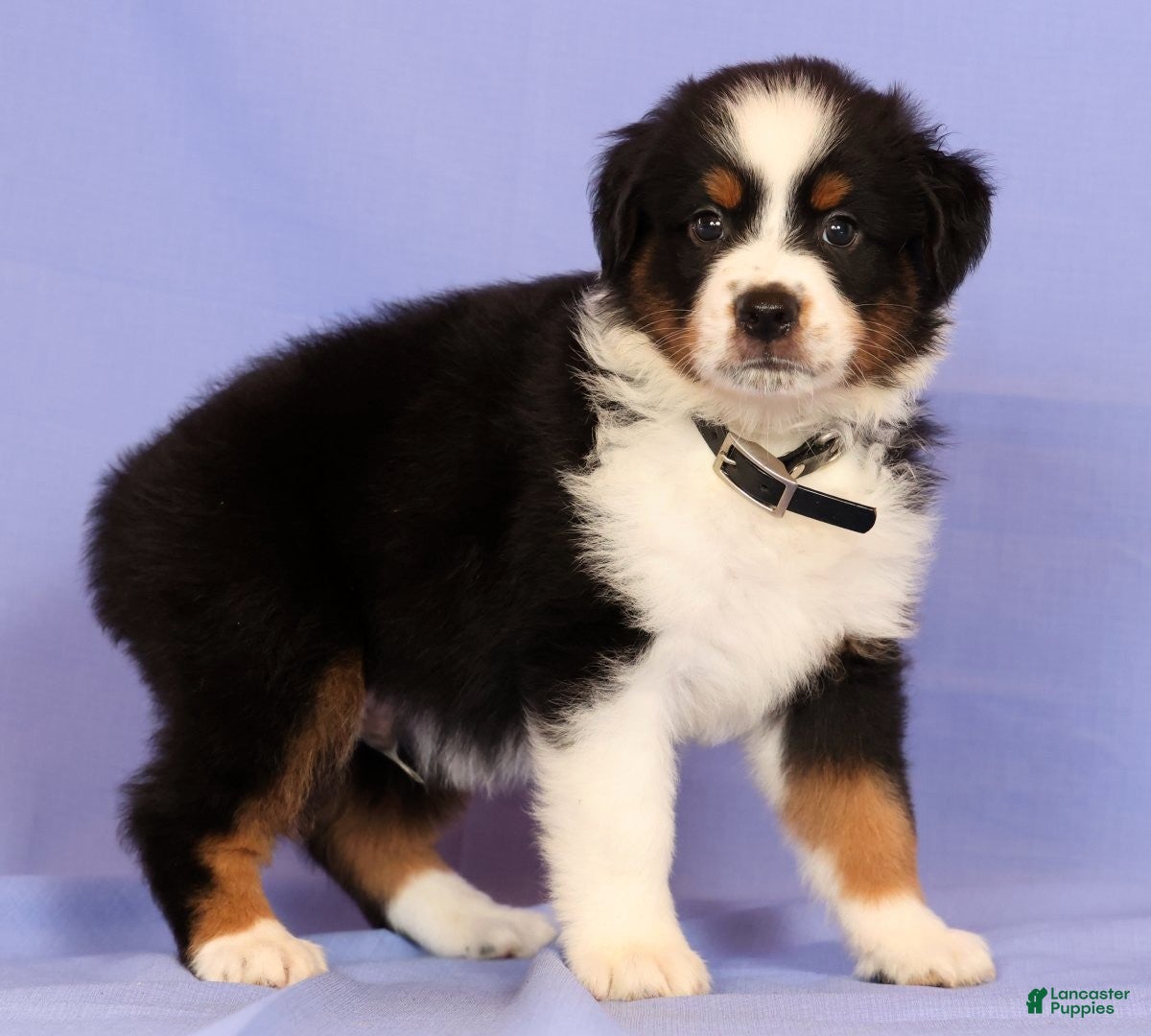 Miniature Australian Shepherd dogs David - Ad 1