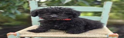 Toy Poodle dogs for sale: Blackie - Ad 6