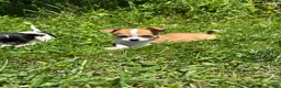 Chihuahua dogs for sale: Cookie - Ad 4