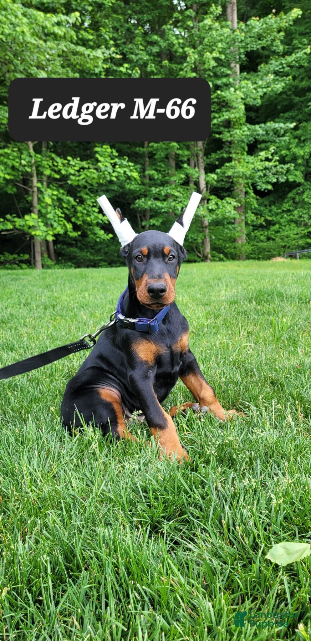 Doberman Pinscher dogs LEDGER  - Ad 38