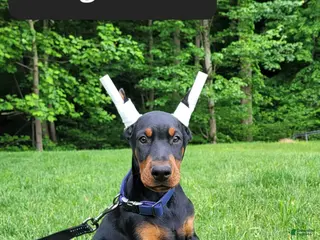 Doberman Pinscher dogs LEDGER - Ad 38