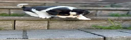 Mixed Breed dogs for sale: Oreo - Ad 5