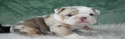 English Bulldog dogs for sale: Annabella  - Ad 1