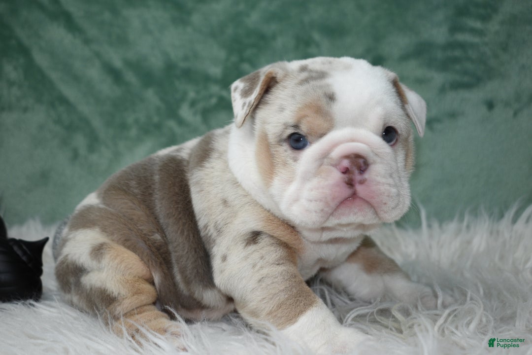 English Bulldog dogs for sale: Annabella  - Ad 1