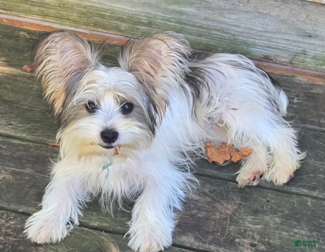 Yorkshire Terrier dogs for sale: Yorkshire Terrier 3 - Ad 2