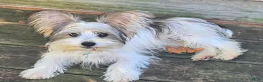 Yorkshire Terrier 3