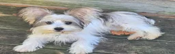 Yorkshire Terrier dogs for sale: Yorkshire Terrier 3 - Ad 1