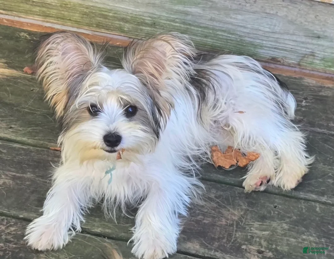 Yorkshire Terrier dogs for sale: Yorkshire Terrier 3 - Ad 1