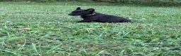 Belgian Malinois dogs for sale: Clark Kent (dark blue) - Ad 3