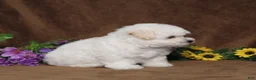 Bichon Frise dogs for sale: Harmony - Ad 5