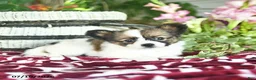 Papillon dogs for sale: Olivia  - Ad 4