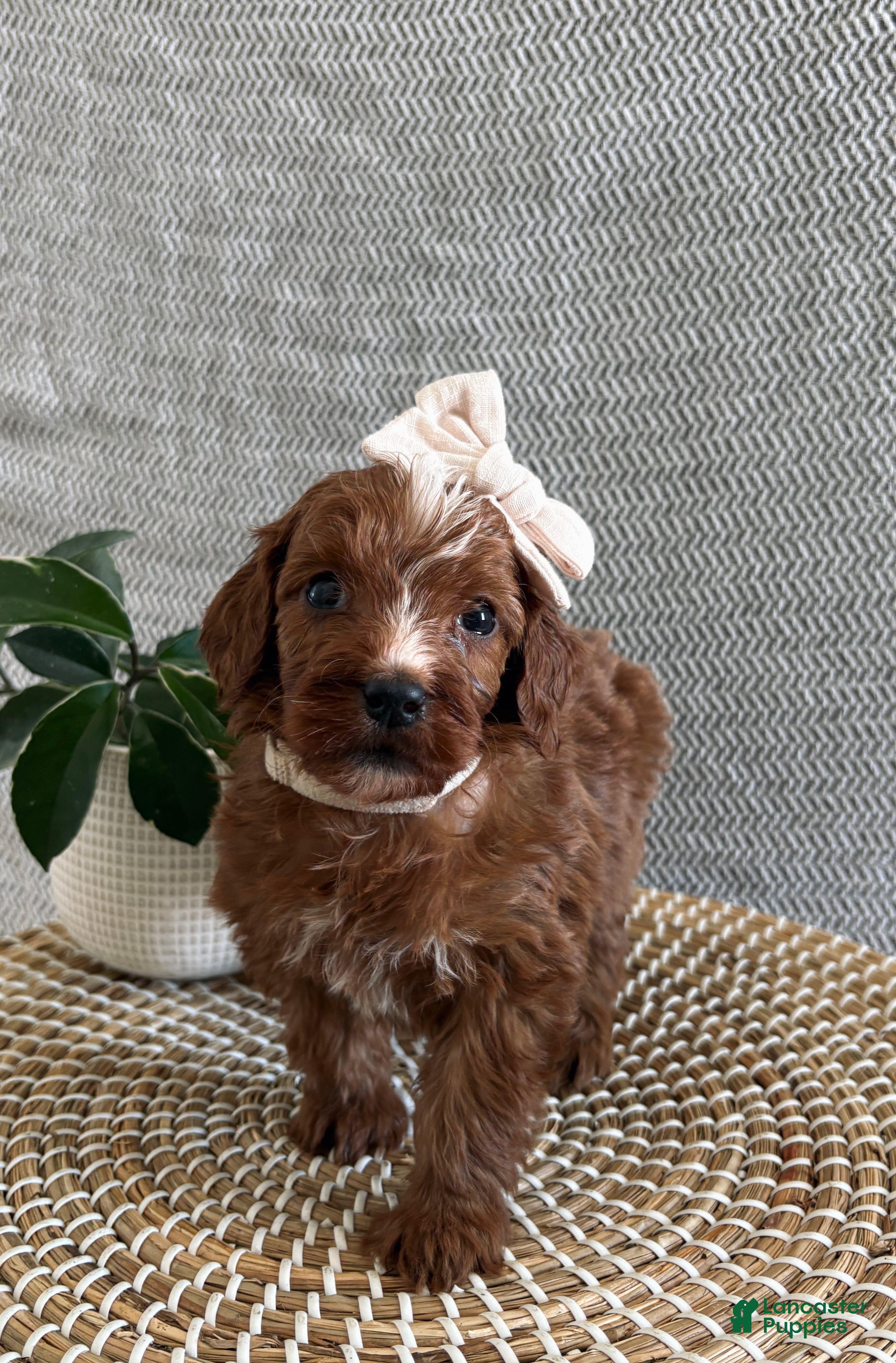 Irish Doodle dogs Angel - Ad 12