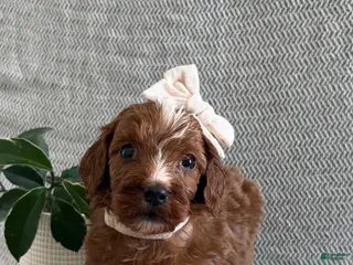 Irish Doodle dogs Angel - Ad 16