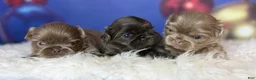 Pekingese dogs for sale: Akc DNA OFA Blue boots  - Ad 11