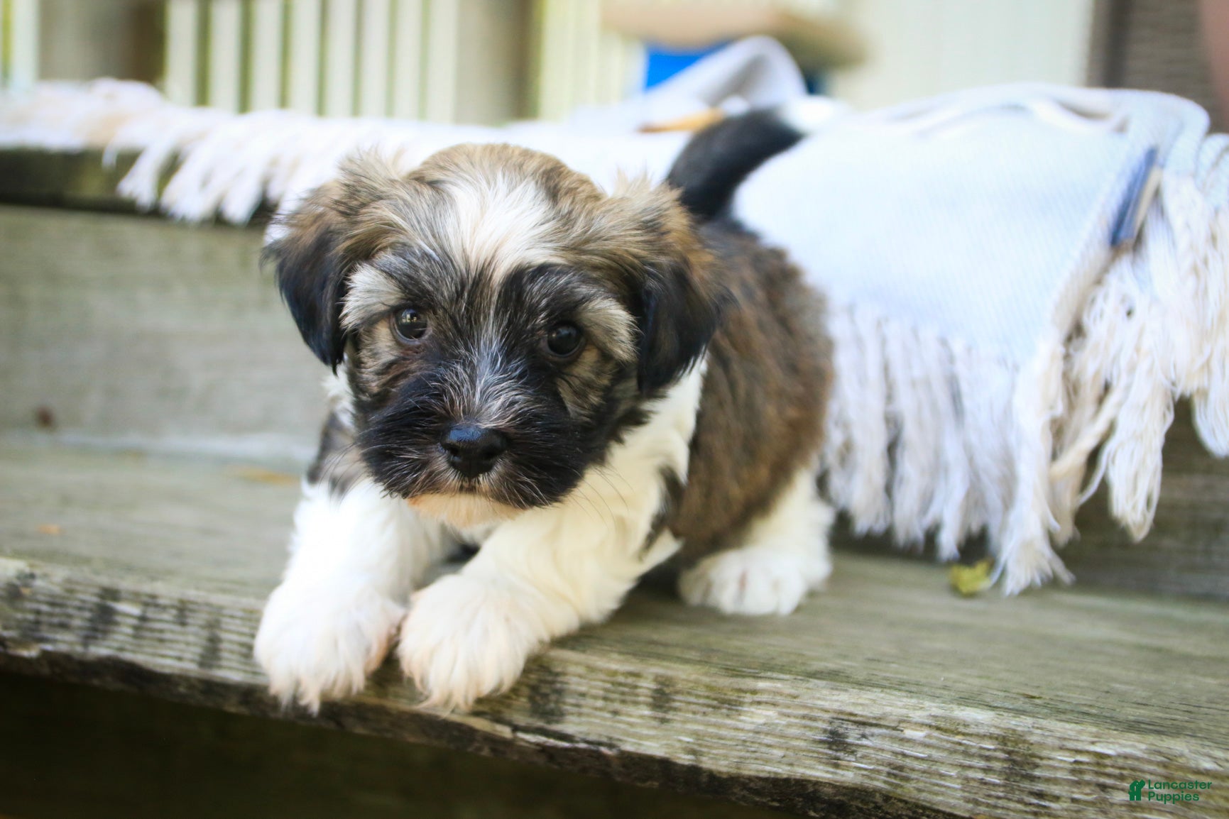 Havanese dogs Atlas Havanese  - Ad 1