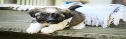 Havanese dogs for sale: Atlas Havanese  - Ad 10