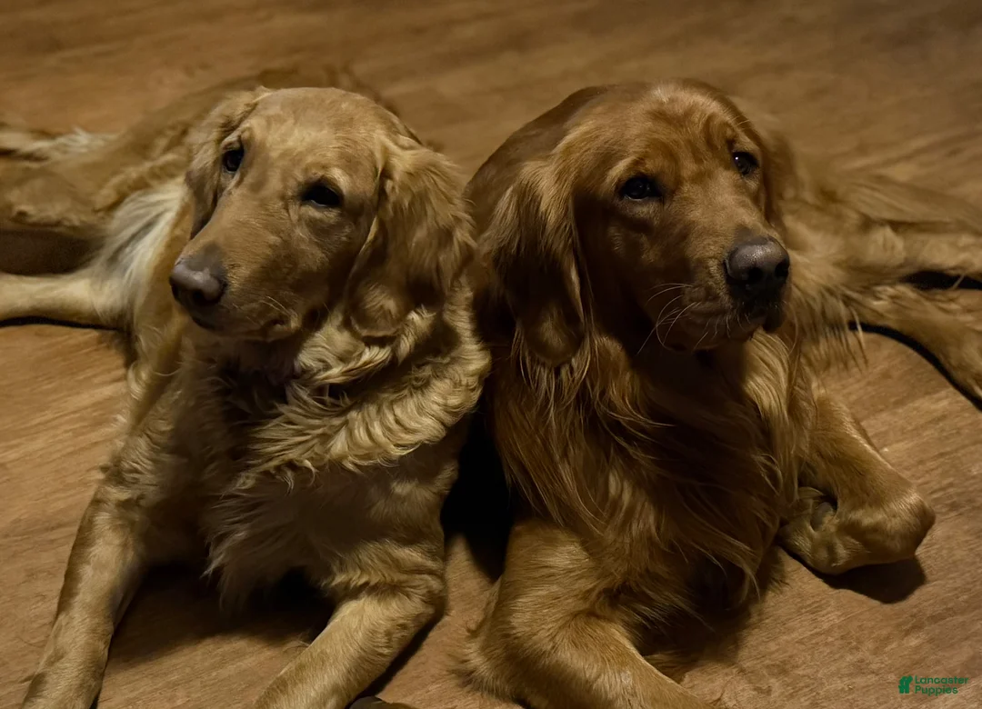 Golden Retriever dogs for sale: Stitch  - Ad 3