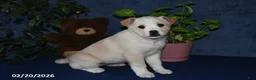 Mixed Breed dogs for sale: Rhonda - Ad 2