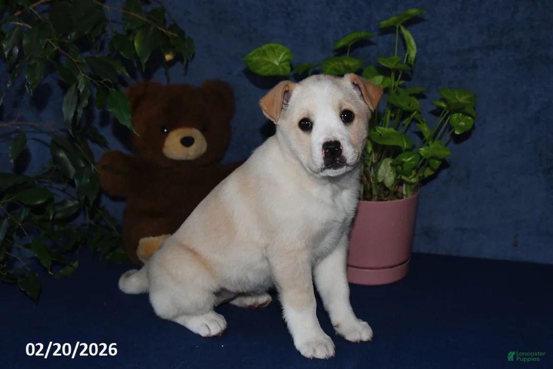 Mixed Breed dogs for sale: Rhonda - Ad 2