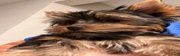 Yorkshire Terrier dogs for sale: Yorkshire Terrier 1 - Ad 5