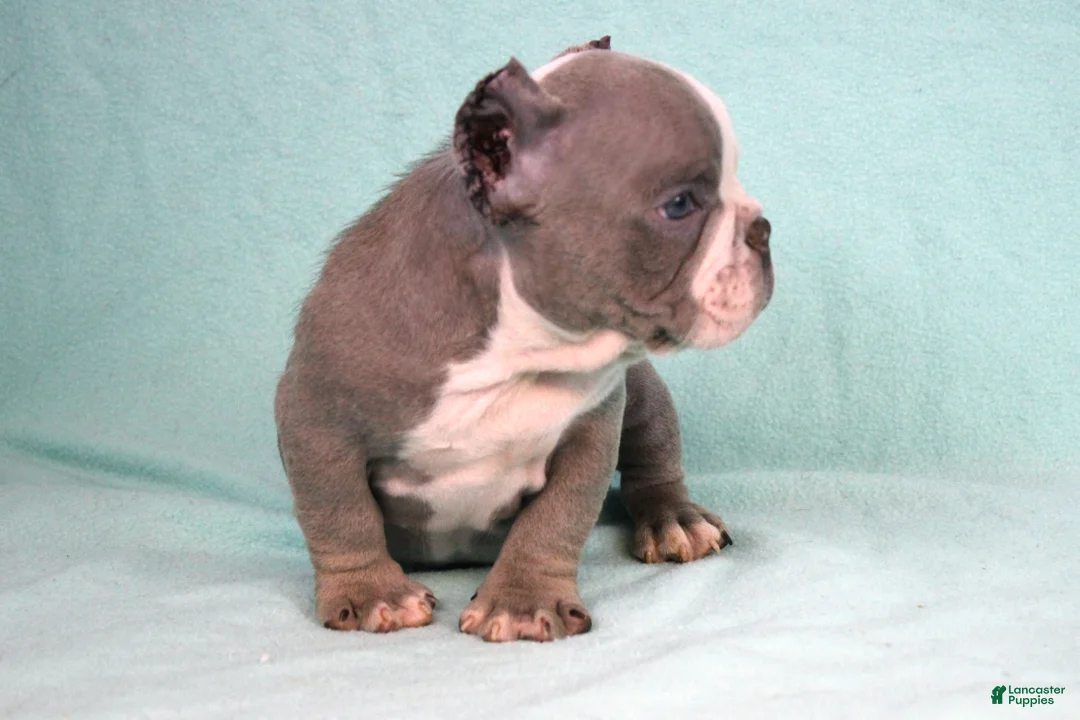 American Bully dogs for sale: Lilac/White Male - Ad 4