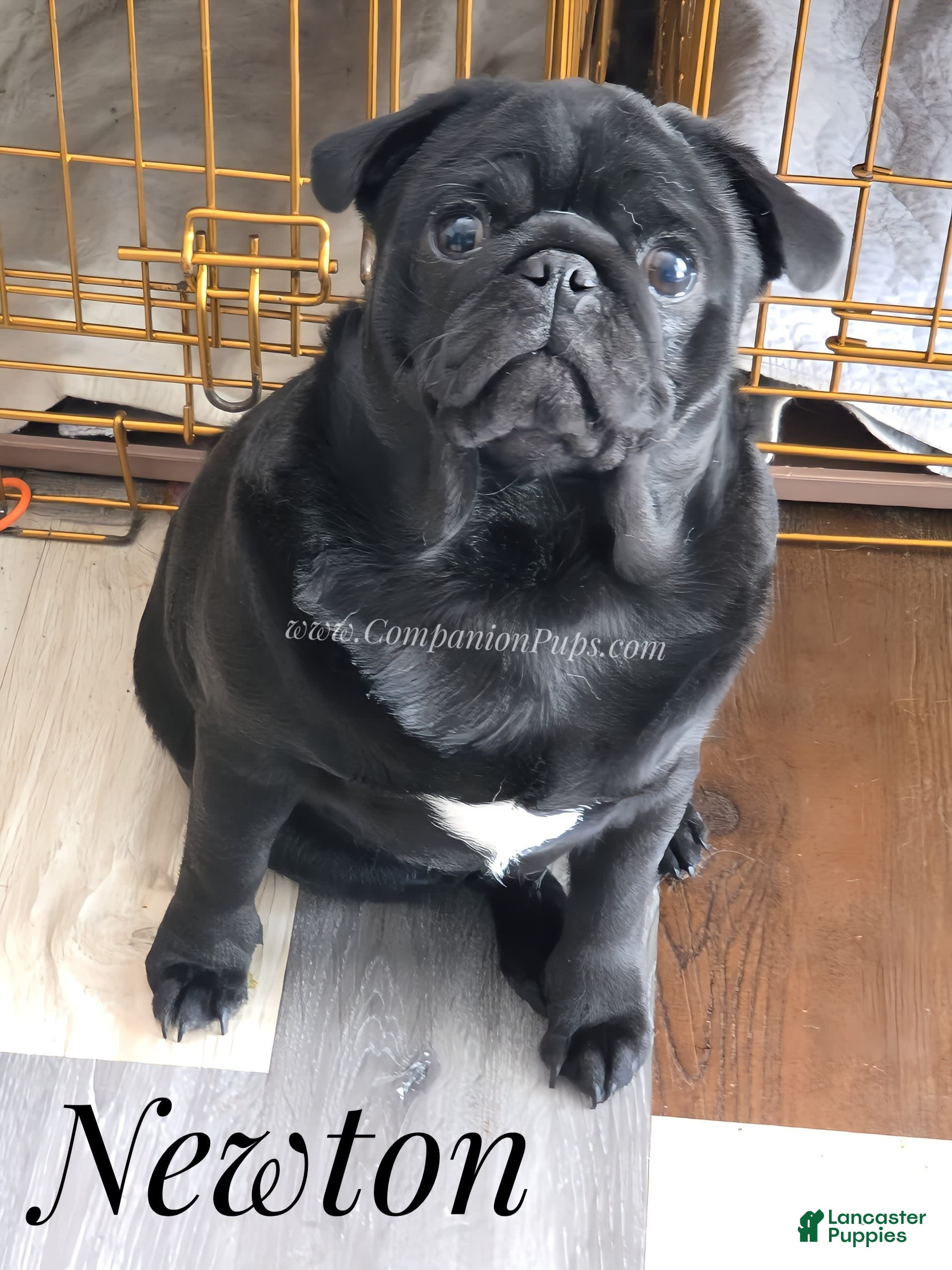 Pug dogs Newton - Champion Lines - Ad 2