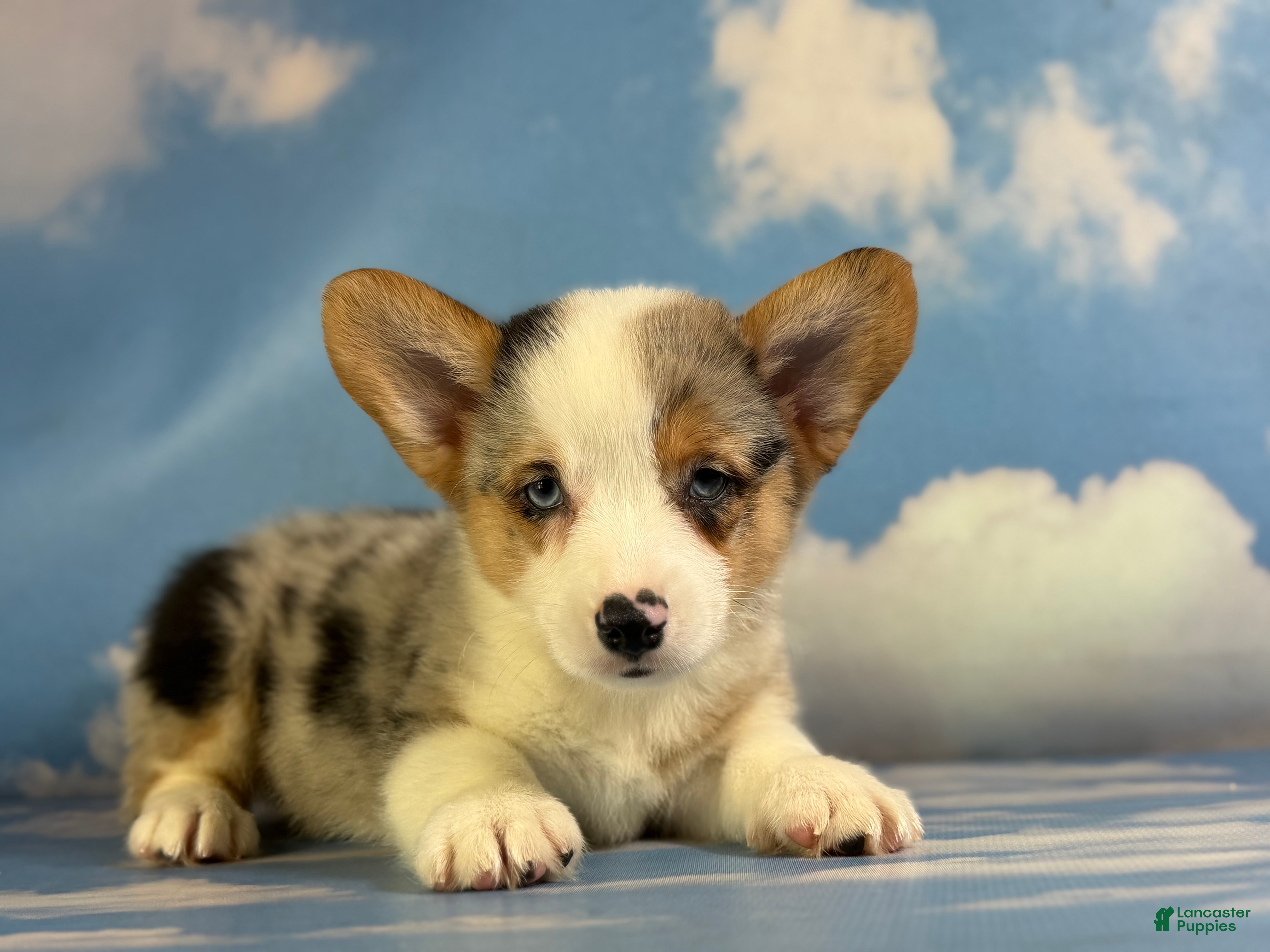 Welsh Corgi Pembroke dogs ACA Duncan natural bobtail Bluie and fully carrier triple clear - Ad 1