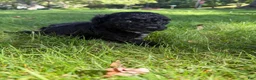 Yorkiepoo dogs for sale: Bartholomew - Ad 4