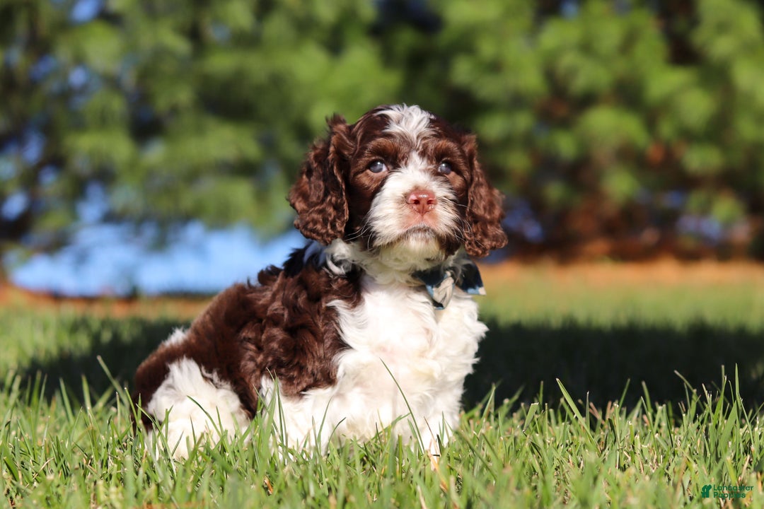 Cockapoo dogs for sale: Max - Ad 5