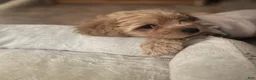Cavapoo dogs for sale: Luna - Ad 2