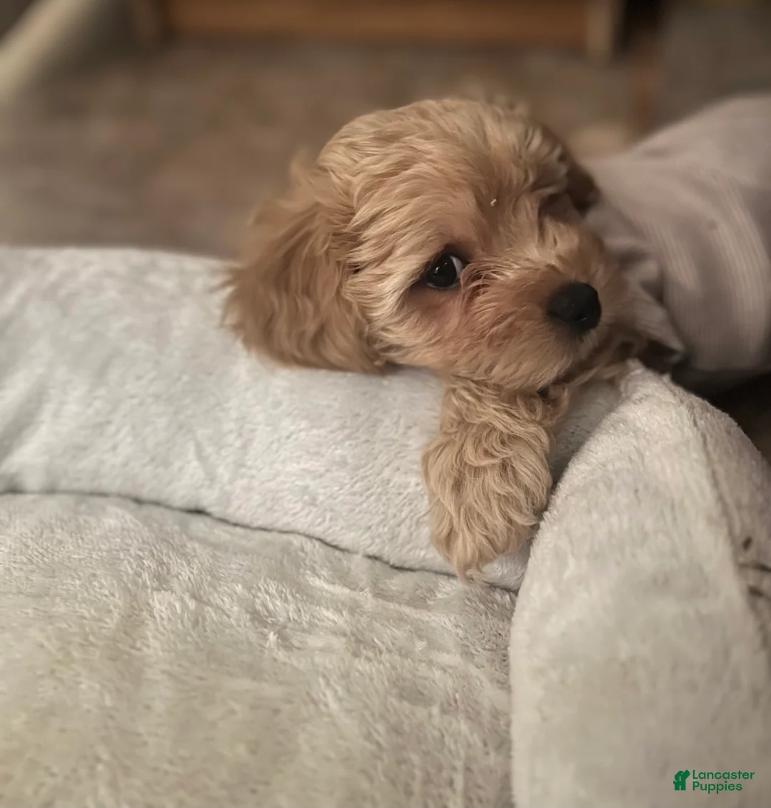 Cavapoo dogs for sale: Luna - Ad 2