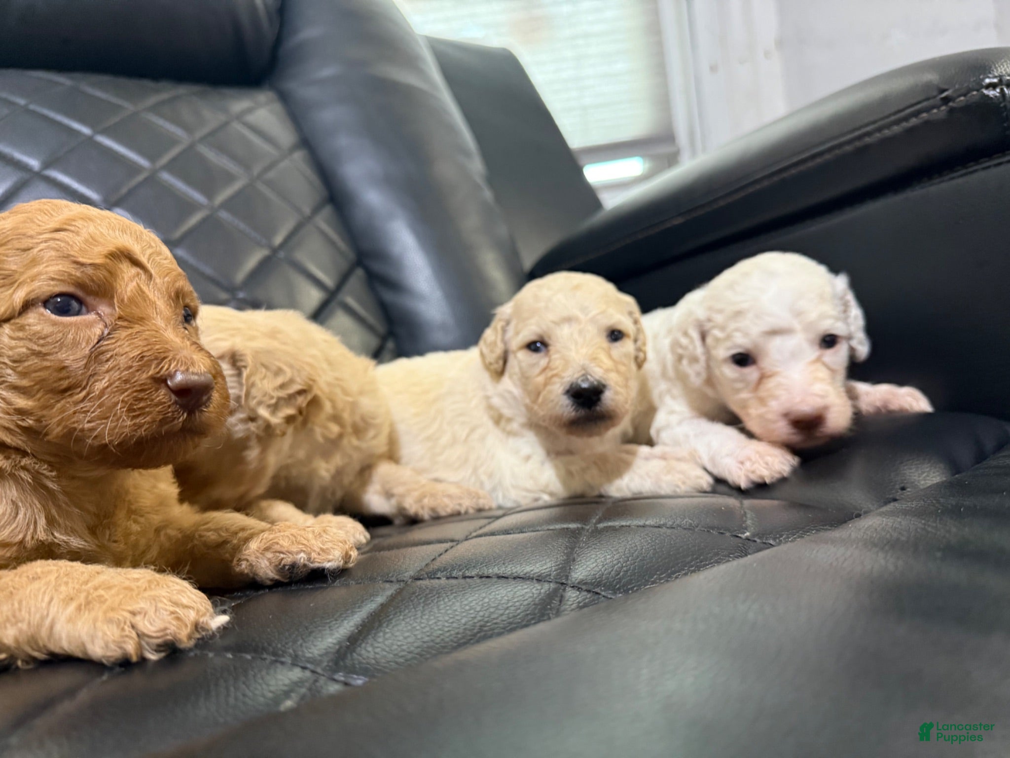 Standard Poodle dogs Standard Poodle 1 - Ad 5