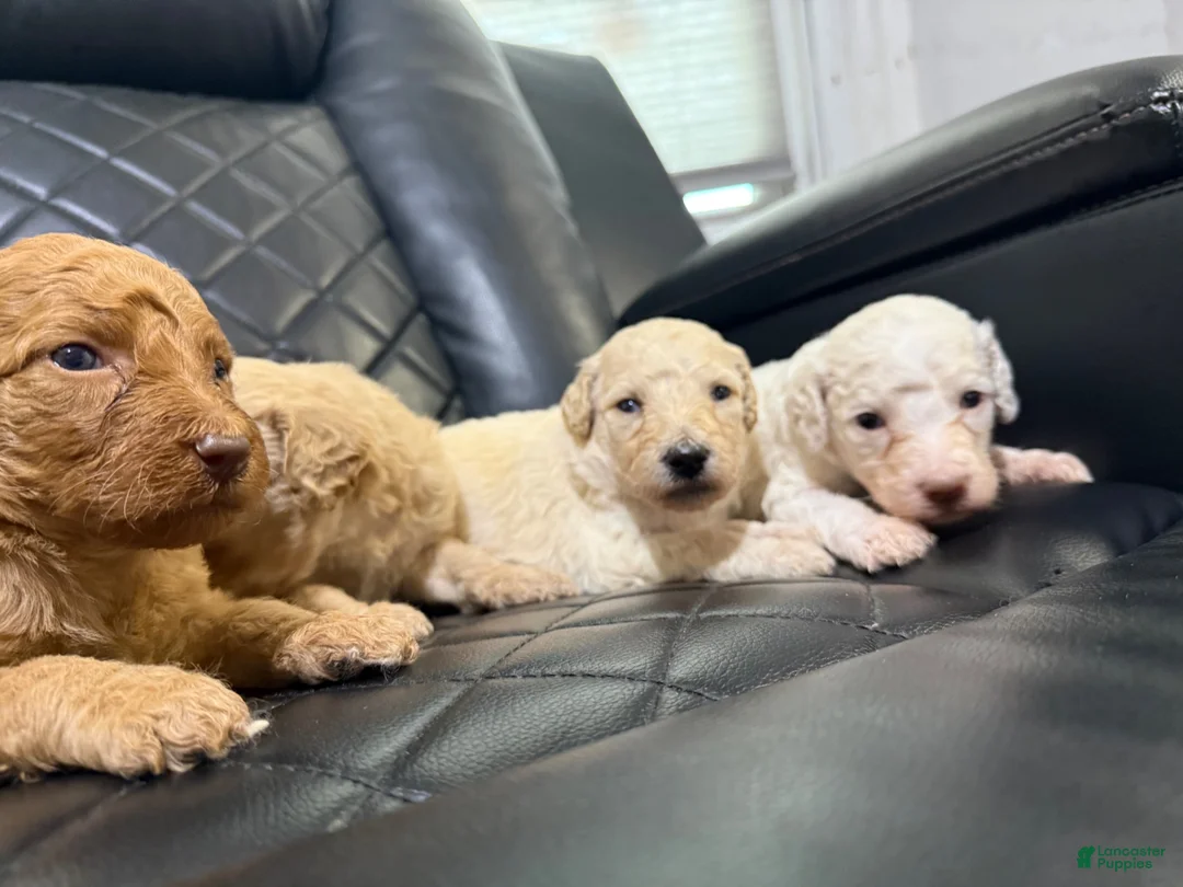 Standard Poodle dogs for sale: Standard Poodle 1 - Ad 1